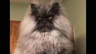 ТЫ НЕ ПОВЕРИШЬ! Я РЖАЛ ДО СЛЕЗ. СМОТРИ ЭТО САМ.