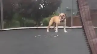 Бульдог и батут  | Dog and trampoline