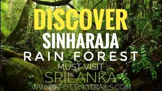 Discover Sinharaja Rain Forest - A must visit in srilanka