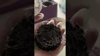Пикировка Виолы Карамель 