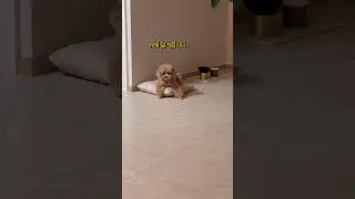 생각하는 남자 복떠니🐶
