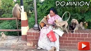 Dominion | Primate Friends | Animal Lover | Monkey feeding | Monkey Kids