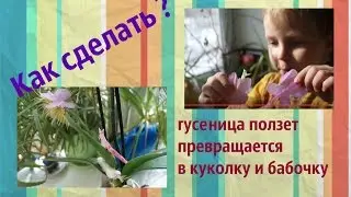 Как оживить гусеницу и вырастить бабочку
