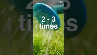 How Much, How Often, & When to Water Your Lawn