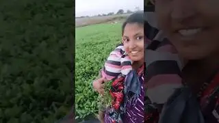 మా పొలం లో ఆకుకూరలు