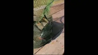Сазанчики, карасики и все-все-все на нашей базе 