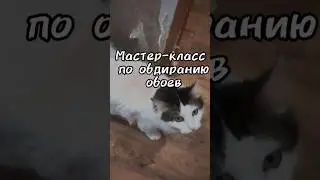 Мастер-класс по обдиранию обоев