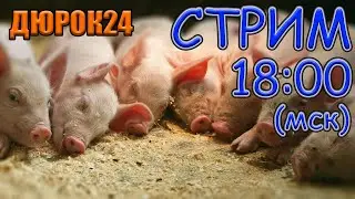 ДЮРОК24 | Свиноводческие посиделки | Самый длинный стрим на канале!