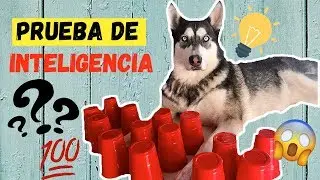 PRUEBA DE INTELIGENCIA A MI PERRO! ¿Que tan lista es?
