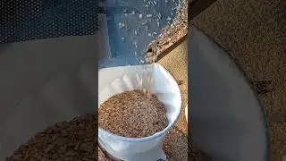 щепа.                                                        Продаю щепу пишите в комментарий отвечу