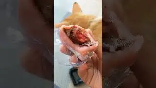 Mochi Strobery yang dulu viral