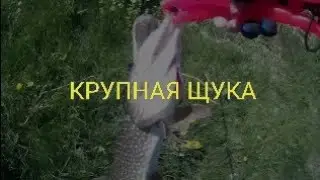 Снова КРУПНАЯ ЩУКА!!! #rybalkaestrybalka #fishing #щука #ловлящуки #рыбалка #shorts #топ #тренды
