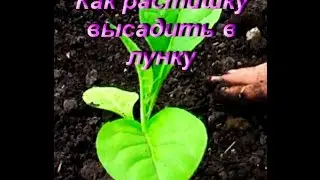 ДНЕВНИК ТАБАКОВОДА № 11 ( 27.05.16  Высадка растишек в лунку , избежать ошибок ) ТАБАК