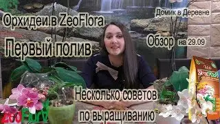 Орхидеи посаженные в ZeoFlora.Первый полив после посадки и несколько дельных советов по выращиванию