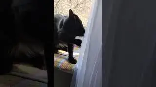 Кошка, видимо, язык чистит ) 