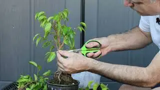 Ficus Mountain - Pruning 40+ Ficus Bonsai and Pre Bonsai