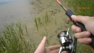 Mouse fishing (topwater) from Balzer. Bites in the frame (without fish).