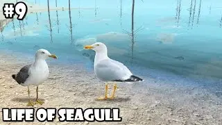 Ultimate Bird Simulator - Life of seagull - Android/iOS - Gameplay Part 9