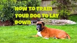 Dog Training Basics: How To Train Your Dog To Lay Down