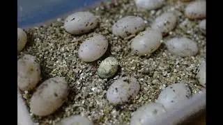 Veiled Chameleon Hatching Time Lapse
