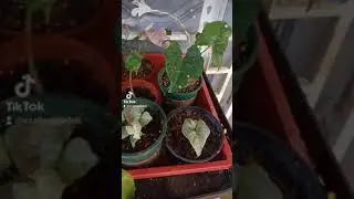 keladi keladi viral Oktober 2021|| elg