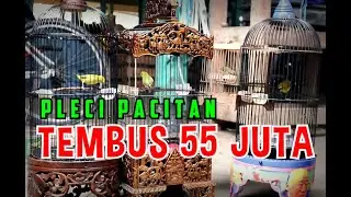 Melihat Pleci Pacitan Di GANTANGAN PACITAN