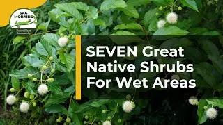7 Great Native Shrubs For Wet Areas 🌿 | Native Plant Gardening