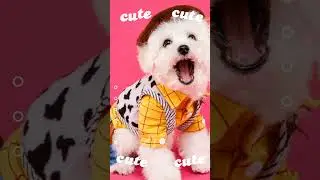 Cute dog #viral #cute #cutedog #abocotv