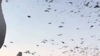 Огромная стая уток и гусей на охоте жесть