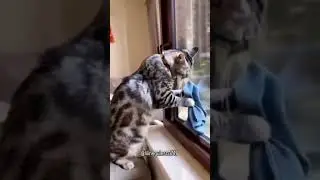Today we have help🐱🤪😎 