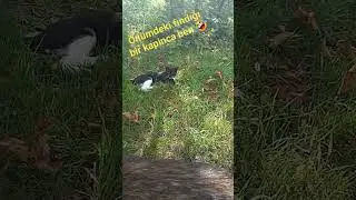 Başak yaparken önümdeki fındığı biri kapinca ben 🤣