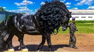 TOP 10 CAVALOS MAIS RAROS DO MUNDO