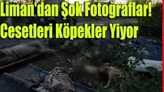 Liman'dan Şok Fotoğraflar! Cesetleri Köpekler Yiyor #haberler #sondakika #ukrainewar