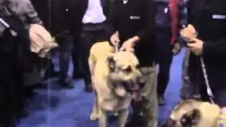 Kangal (kurdish kangal) at a dog show