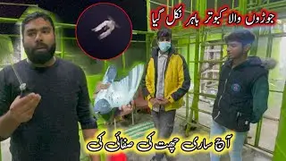 Dana Daltay Huwa Banka Kabootar Bahir Nikal Gya 😮