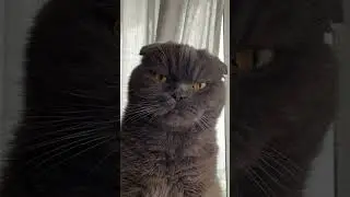 Никак нельзя… #cat #котик #котвидео #кот #китик #мем #котэ #вислоухий #котики #кошка #шотландец