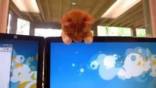Opie The Orange Tabby Cat helps out at the office