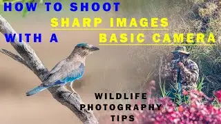 How to get sharp images with basic camera - wildlife photography tips - 4K