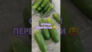 КУДА ДЕВАТЬ ОГУРЦЫ ПЕРЕРОСТКИ? 🧐