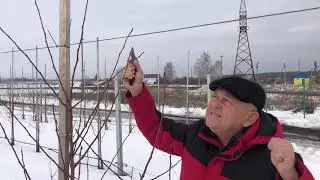 Формировка молодых деревьев в ООО "Агрофирма"СадМашСервис" (Расширенная версия)