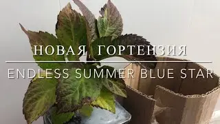 Новая гортензия « Бесконечное лето »