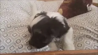 Ziggy the Havanese puppy