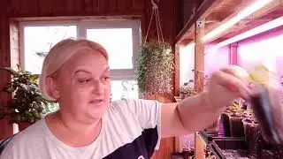 ☝Важная информация!!!Растения для продажи.🤗