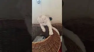в корзинке.....