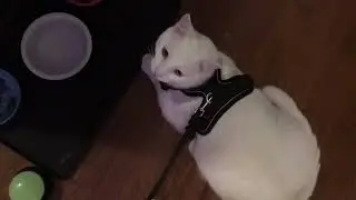 Rabbitgoo Cat Harness And Leash For Walking Unboxing & Try On