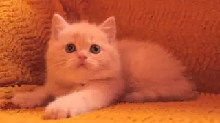 Gomer Kleopatra (13ноября)