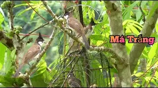 Bẫy Đấu Chim Chào Mào Má Trắng Mới Nhất. Gặp Chiến Binh Má Trắng Cực Chất