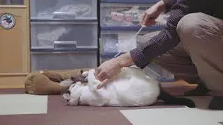猫じゃらし