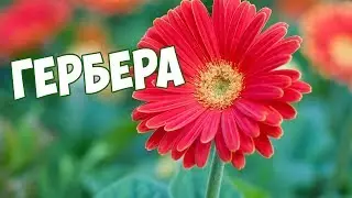 Гербера 🌼 Уход в домашних условиях
