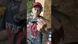 Что за рыба? #топ #fishing #рыболовная #fishingmethod #рыбалка #fishingtechnique #carpfishing #щука